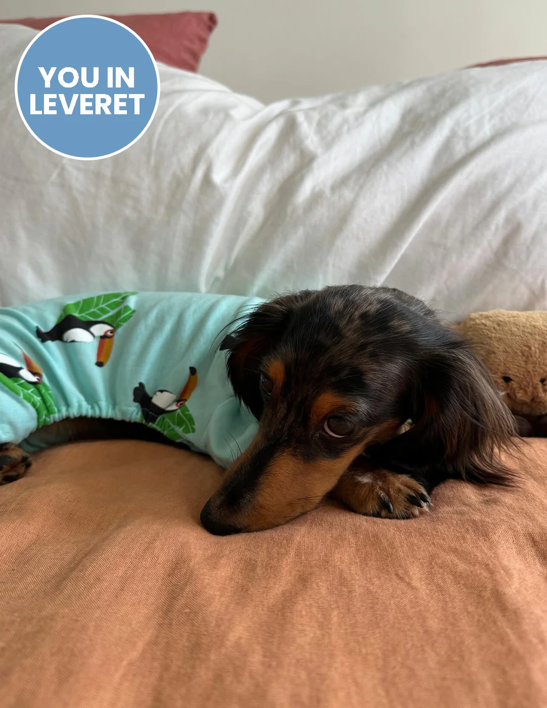 Dog Print Pajamas - Image 12