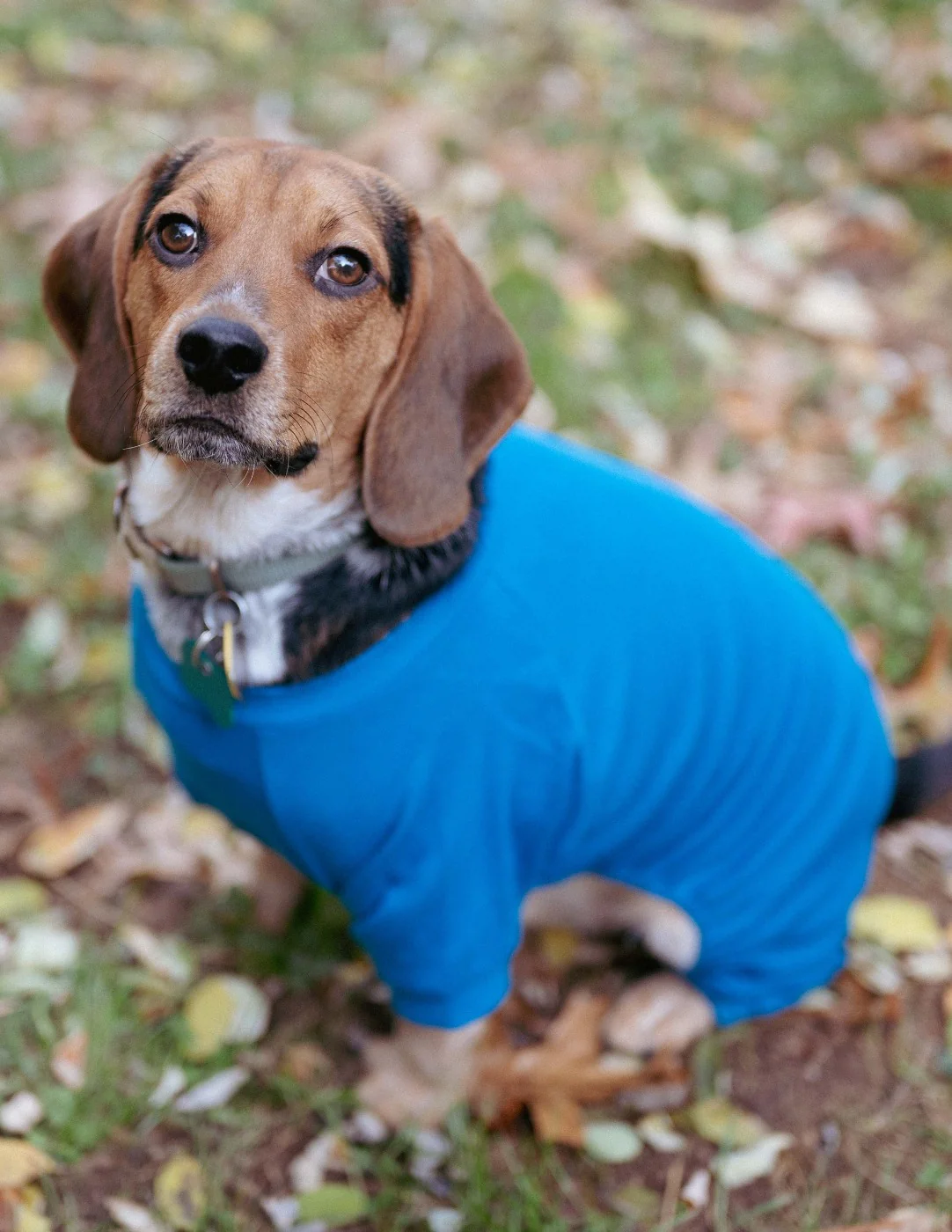 Dog's Solid Color Boho Pajamas - Image 6