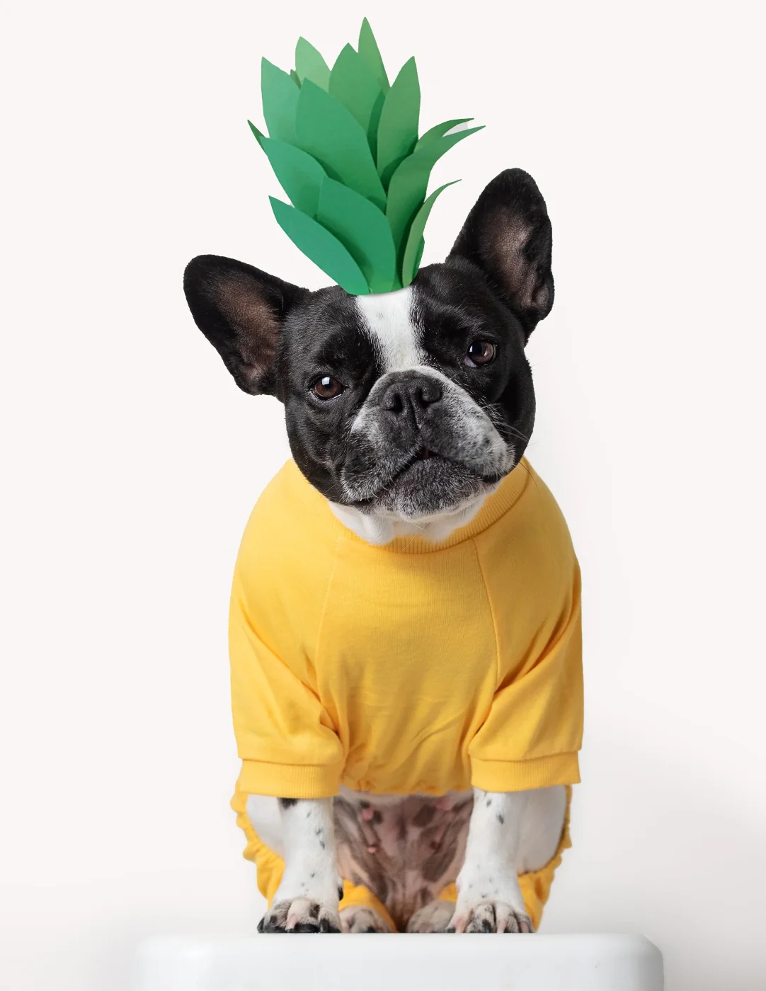 Dog's Solid Classic Color Pajamas - Image 10