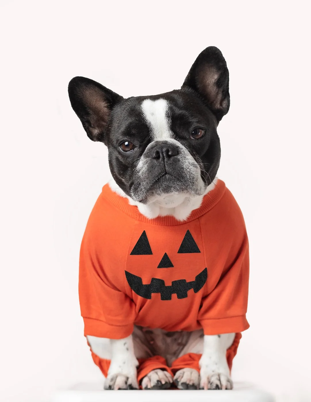 Dog's Solid Classic Color Pajamas - Image 4
