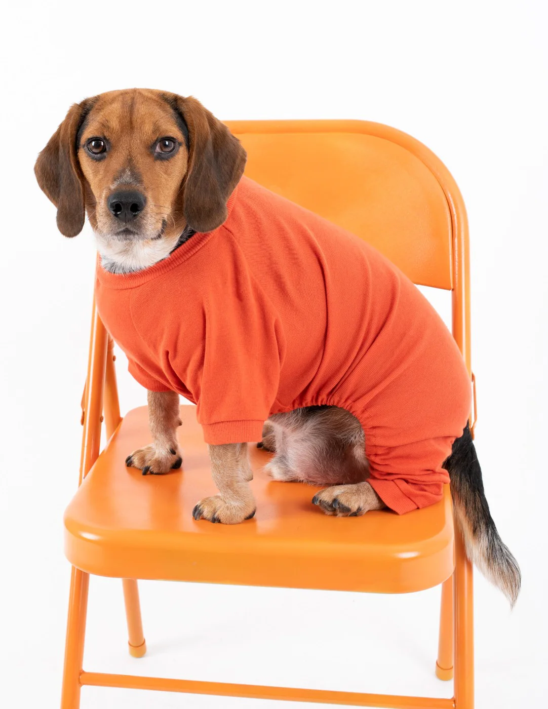 Dog's Solid Classic Color Pajamas - Image 6