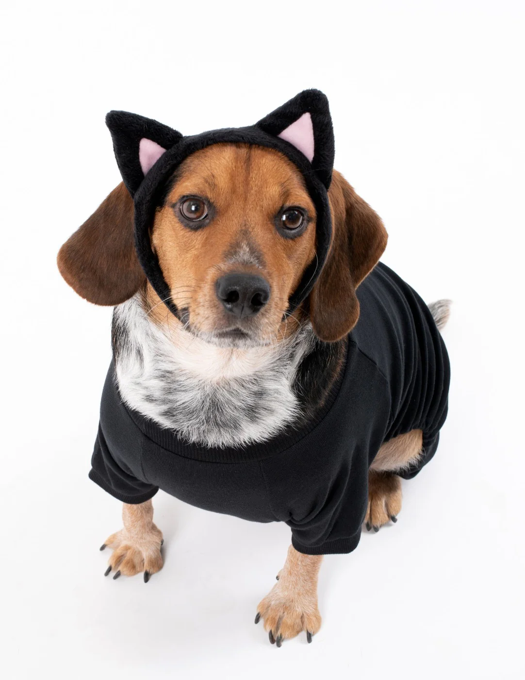 Dogs Solid Color Black Pajamas - Image 3