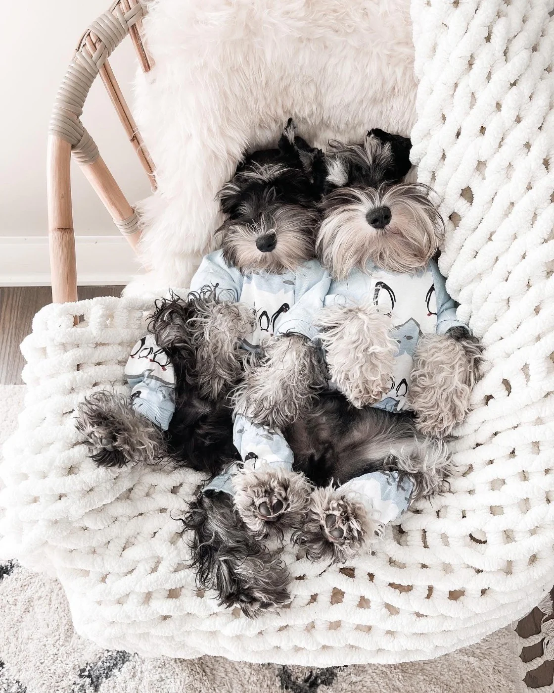 Dog Print Pajamas - Image 14