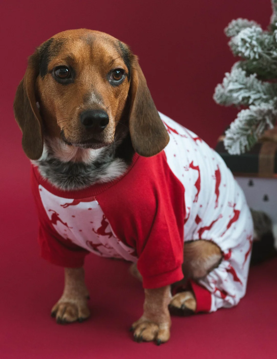 Dog Print Pajamas - Image 18