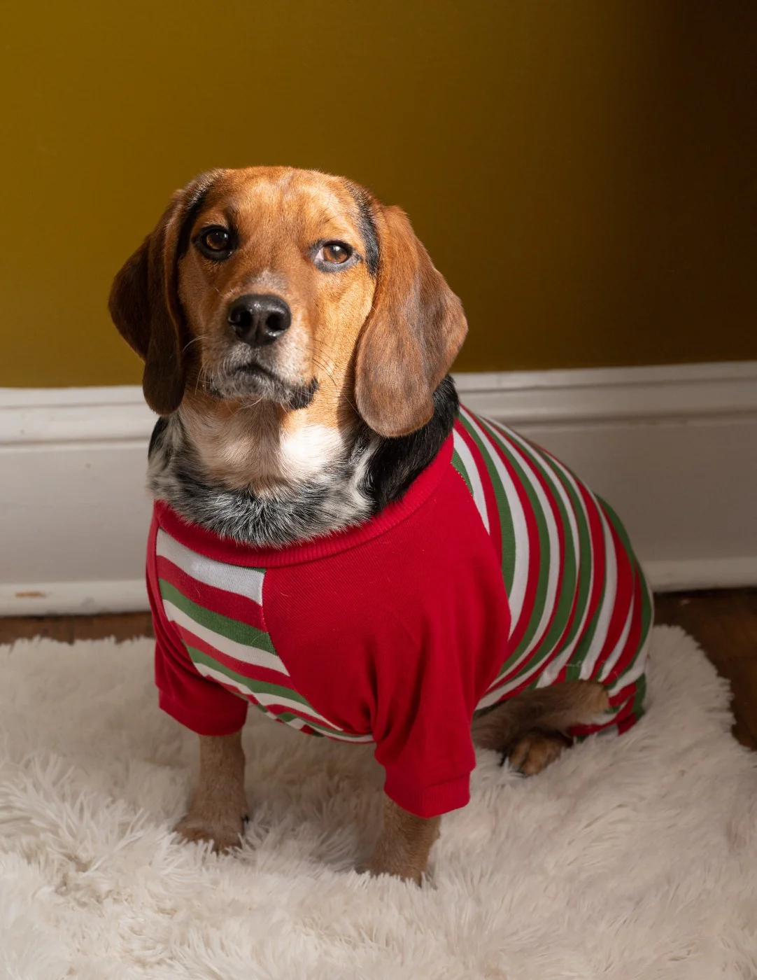 Dog Stripes Pajamas - Image 12