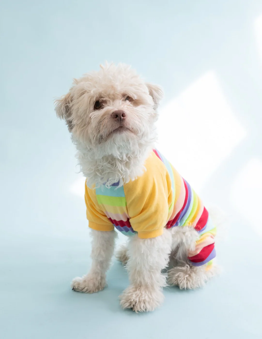 Dog Stripes Pajamas - Image 17