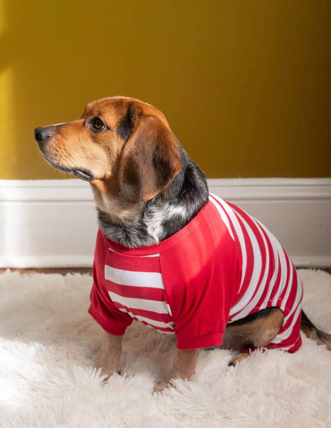 Dog Stripes Pajamas - Image 4